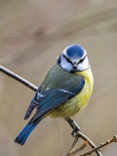 Blue Tit, Cyanistes Caeruleus, bird in forest