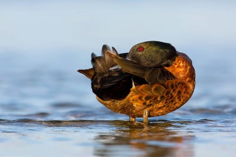 Chestnut Teal (Anas castanea) male preening, Victoria, Australia