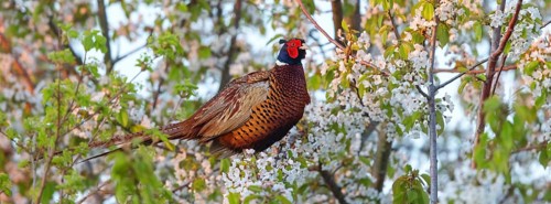 Pheasant, pheasant (Phasianus colchicus), Faisan de Colchide, Faisan de chasse, Male, District Bad