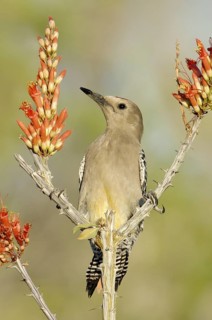 Gila Woodpecker (Melanerpes uropygialis), Arizona, USA