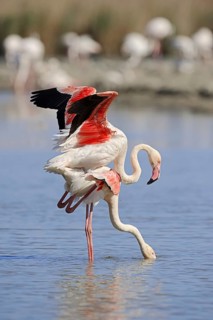 Greater flamingo (Phoenicopterus roseus), pair copulating, Camargue, Provence, southern France