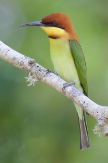 Chestnut-headed Bee-eater (Merops leschenaulti), Sri Lanka
