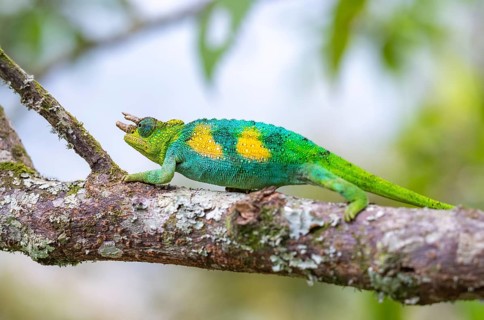 Three-horned chameleon (Trioceros jacksonii), male, on a branch, Bwindi Impenetrable Forest