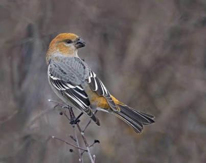 Pine Grosbeak (Pinicola enucleator) female, Saskatchewan, Canada