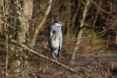 Grey heron (Ardea cinerea) standing on one leg on a branch, North Rhine-Westphalia, Germany