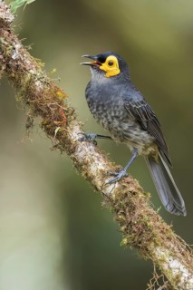 Common Smoky Honeyeater (Melipotes fumigatus) perched on a branch in Papua New Guinea