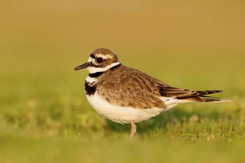 Killdeer (Charadrius vociferus), Texas, USA