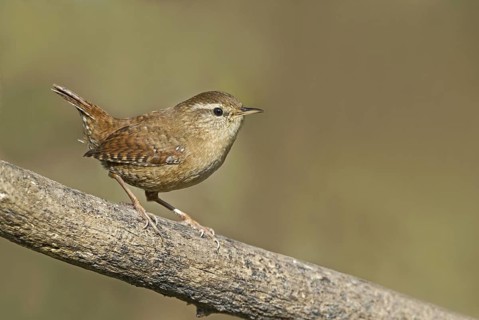 Eurasian Wren (Troglodytes troglodytes) perched on a branch, Aosta Valley, Italy