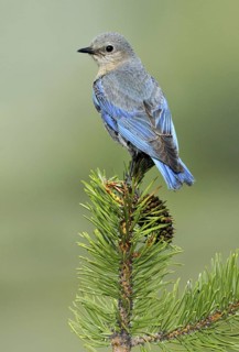 Mountain Bluebird (Sialia currucoides), Oregon, USA