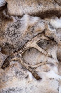 Close-up of antlers resting on soft reindeer fur in Swedish Lapland. The textures and colours evoke