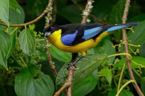 Blue-winged Mountain Tanager (Anisognathus somptuosus) perched on a branch in the Andes Mountains