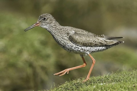 Common Redshank (Tringa totanus), Iceland