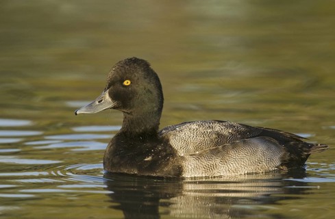 Lesser Scaup (Aythya affinis) male, Arizona, USA