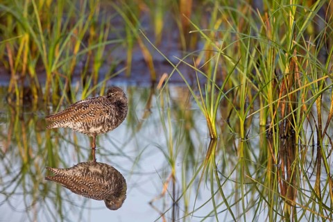 Dunkler Wasserläufer, Spotted Redshank, Tringa erythropus, Chevalier arlequin, Archibebe Oscuro