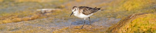 Little Stint, (Calidris minuta), foraging in the Qurayyat biotope, Al Muwalah, Mu?afaz¸at Masqat,