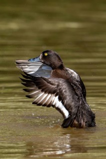 Tufted duck, tufted pochard (Aythya fuligula, Anas fuligula) adult female bathing and flapping