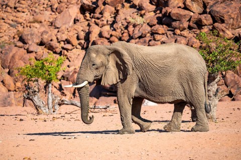African elephant (Loxodonta africana), desert elephant, riverbed of the Ugab River, Damaraland,