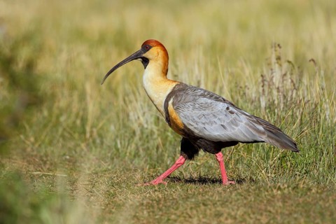 Schwarzzügelibis, lat.Theristicus melanopis, Brillenibis schreitet durch Grasland