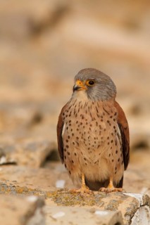 Lesser Kestrel (Falco naumanni), male on roof, Castile-La Mancha