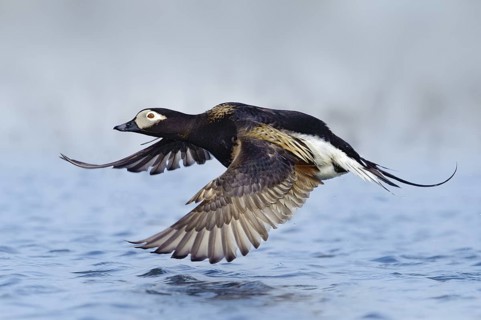 Long-tailed Duck (Clangula hyemalis) male flying, Alaska, USA