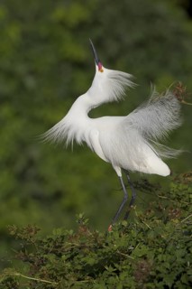 Snowy Egret (Egretta thula) displaying, Florida, USA