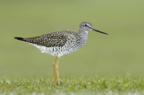 Greater Yellowlegs (Tringa melanoleuca), Texas, USA
