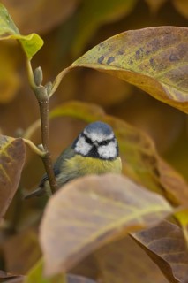 Blue tit (Cyanistes Caeruleus) adult bird in a garden Magnolia tree with autumn leaves, England,