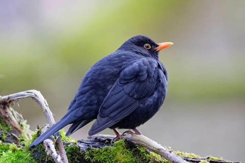 Common blackbird (Turdus merula) sitting on a moss-covered branch in natural woodland surroundings,