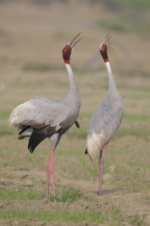 Sarus Crane (Antigone antigone) calling, Keoladeo National Park, India