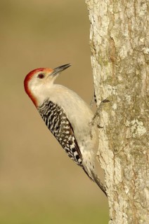 Red-bellied Woodpecker (Melanerpes carolinus), Texas, USA