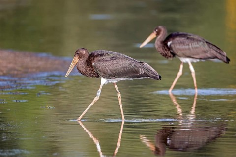 Black Stork (Ciconia nigra) juvenile foraging, Saxony-Anhalt, Germany