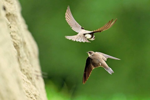 Sand martins (Riparia riparia), in flight, Reussegg nature reserve, Canton Aargau, Switzerland