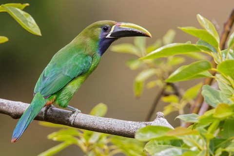 Emerald Toucanet (Aulacorhynchus prasinus) perched on a branch in Costa Rica