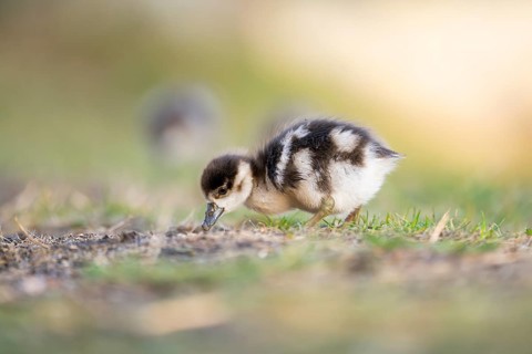 Egyptian goose (Alopochen aegyptiaca) cute chick on a meadow at the shore of a lake, Bavaria,