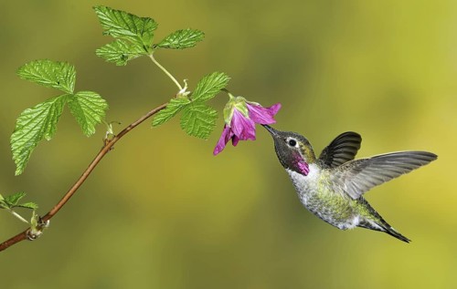 Anna's Hummingbird (Calypte anna), British Columbia, Canada