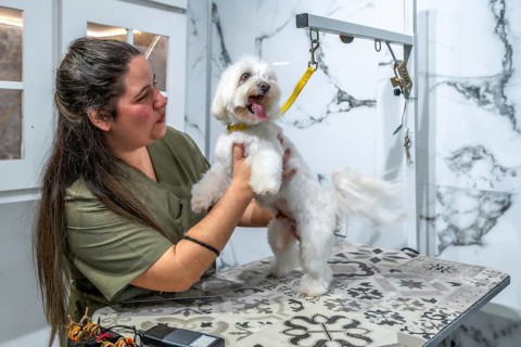 Professional pet groomer holding a small white maltese dog on a grooming table, providing
