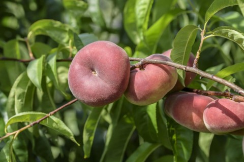 Plate peach (Prunus persica 'Sweet Platicarpa'), Schreiber KG tree and vine nursery, Poysdorf,