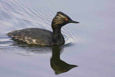 Black-necked Grebe (Podiceps nigricollis), California, USA