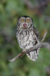 Whiskered Screech Owl (Megascops trichopsis), Arizona, USA