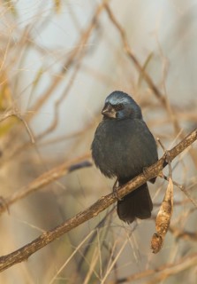Ultramarine Grosbeak (Cyanocompsa brissonii), Buenos Aires, Argentina