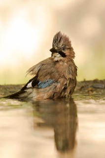 Eurasian Jay (Garrulus glandarius) bathing, Serbia