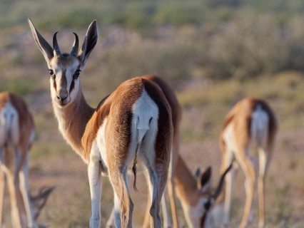 Springbok (Antidorcas marsupialis), young animal, standing among the herd, looking at camera,