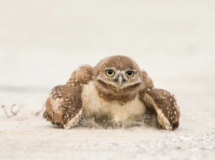 Burrowing Owl (Athene cunicularia) sand bathing, Florida, USA