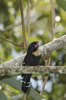 Dusky Broadbill (Corydon sumatranus), Fraser's Hill, Malaysia