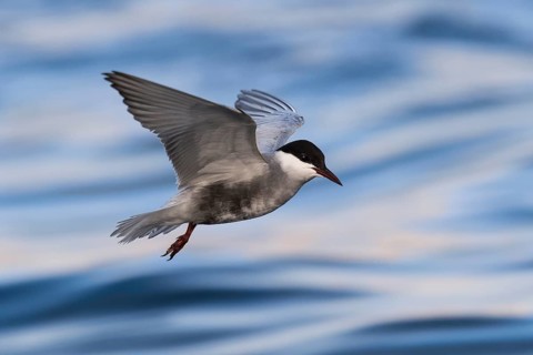Whiskered Tern (Chlidonias hybrida) flying, Eilat, Israel