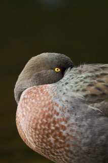 Blue Duck (Hymenolaimus malacorhynchos), New Zealand