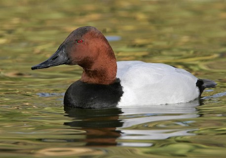 Canvasback (Aythya valisineria) male, Arizona, USA