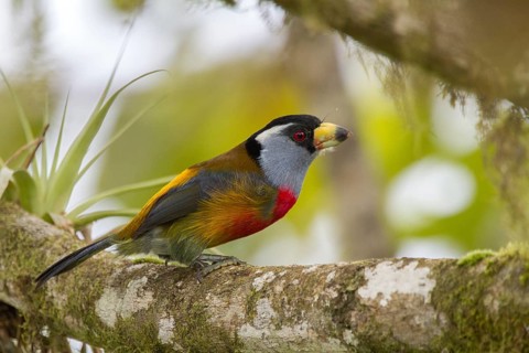 Toucan Barbet (Semnornis ramphastinus), Pichincha, Ecuador