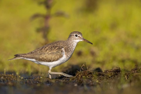 Common Sandpiper (Actitis hypoleucos), North Rhine-Westphalia, Germany