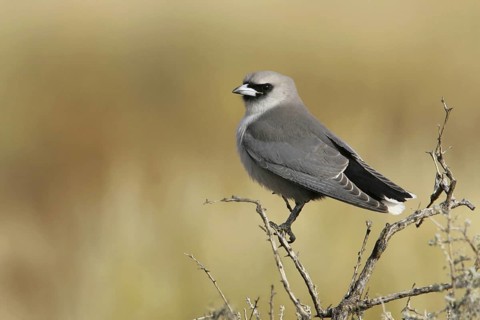 Black-faced Woodswallow (Artamus cinereus), Queensland, Australia